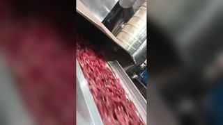 দুটি ট্র্যাকড চিলি কালার সার্টার