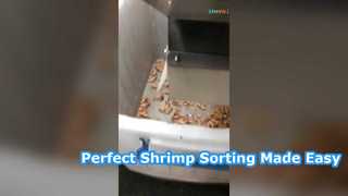তাজা চিংড়ি বাছাই